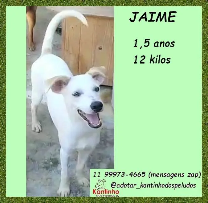 Cachorro ra a SRD-ViraLata idade 1 ano nome Jaime