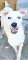 Jaime