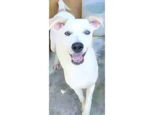 Cachorro raça SRD-ViraLata idade 1 ano nome Jaime