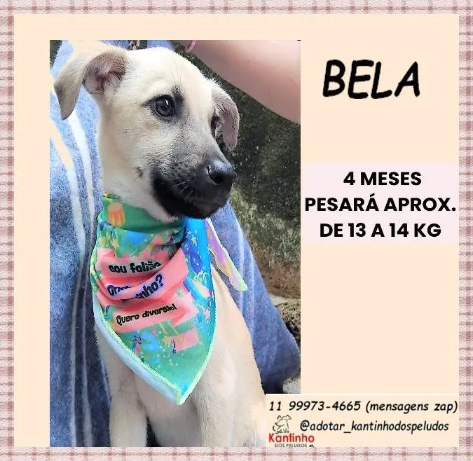 Cachorro ra a SRD-ViraLata idade 2 a 6 meses nome Bela
