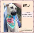 Bela