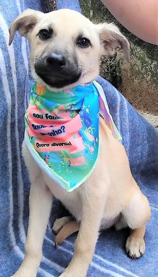 Cachorro ra a SRD-ViraLata idade 2 a 6 meses nome Bela