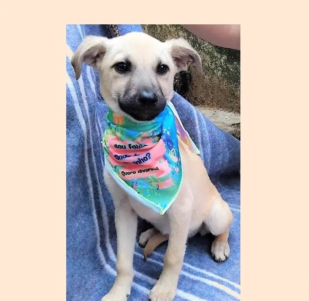 Cachorro ra a SRD-ViraLata idade 2 a 6 meses nome Bela