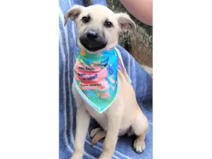 Cachorro raça SRD-ViraLata idade 2 a 6 meses nome Bela