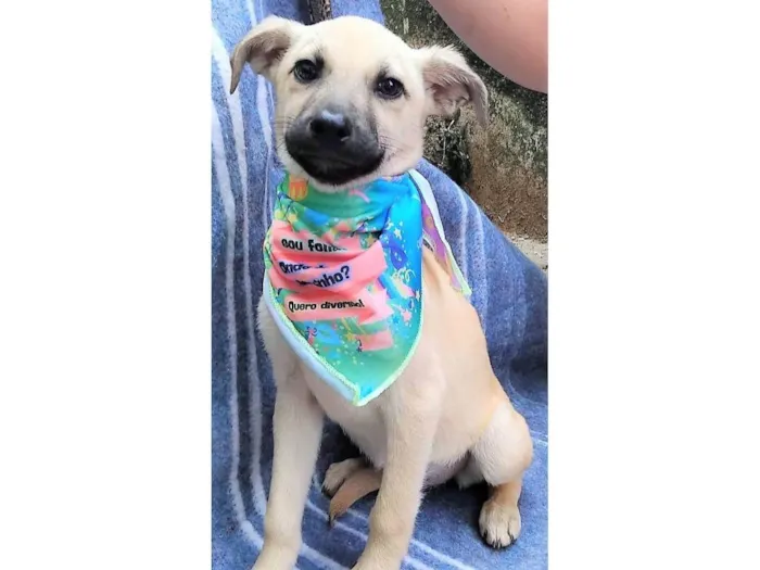 Cachorro ra a SRD-ViraLata idade 2 a 6 meses nome Bela
