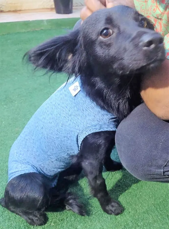 Cachorro ra a SRD-ViraLata idade 1 ano nome Ametista