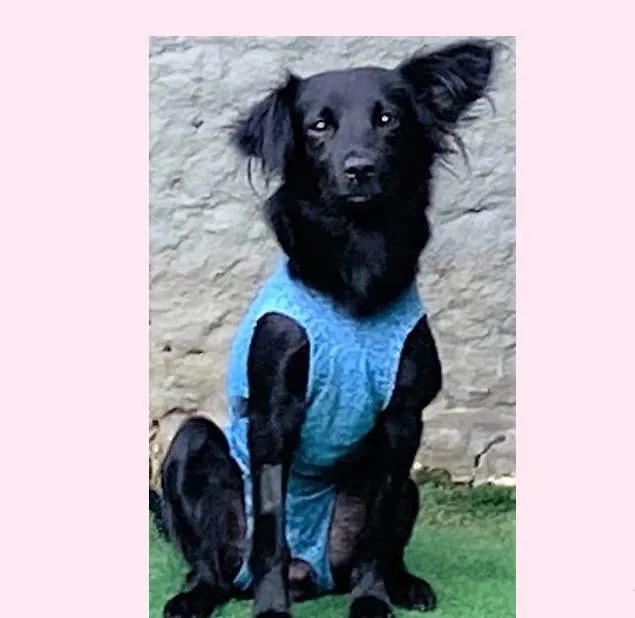 Cachorro ra a SRD-ViraLata idade 1 ano nome Ametista