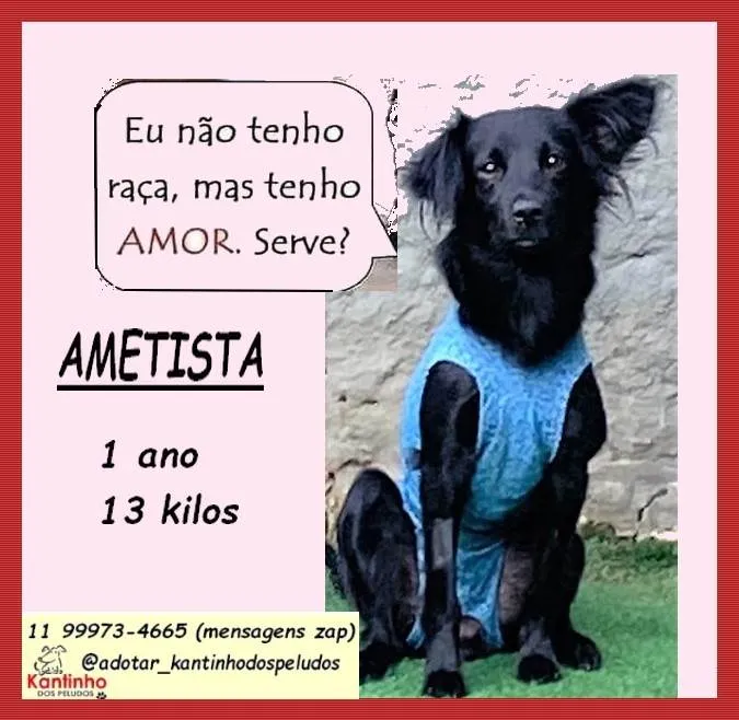 Cachorro ra a SRD-ViraLata idade 1 ano nome Ametista