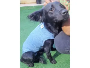 Cachorro raça SRD-ViraLata idade 1 ano nome Ametista