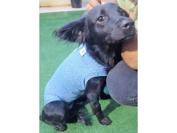 Cachorro ra a SRD-ViraLata idade 1 ano nome Ametista