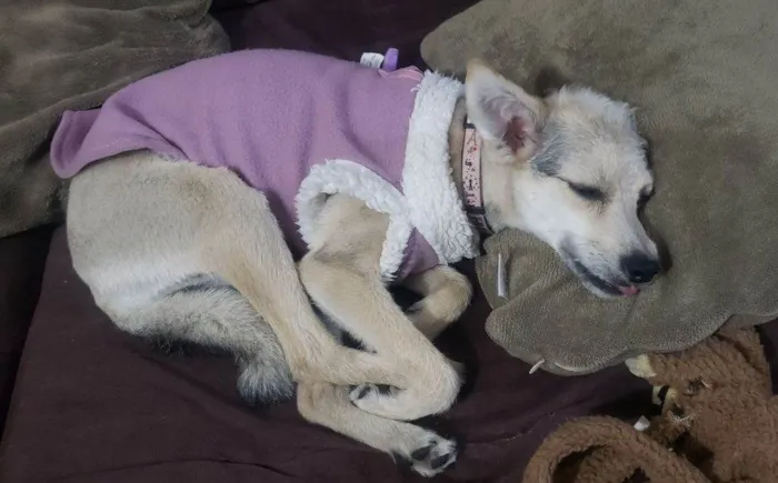 Cachorro ra a SRD-ViraLata idade 2 a 6 meses nome Falar com Alessandra - Whats 11 98266-3839