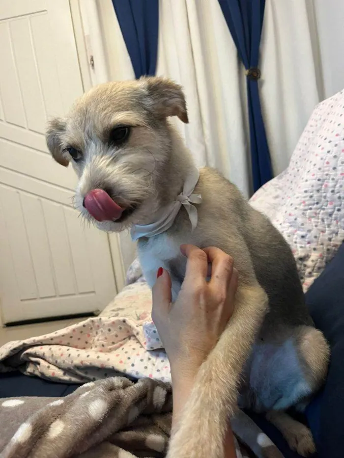 Cachorro ra a SRD-ViraLata idade 2 a 6 meses nome Falar com Alessandra - Whats 11 98266-3839