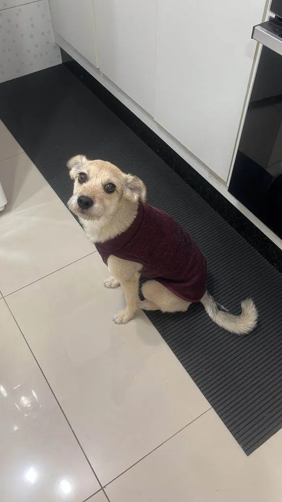 Cachorro ra a SRD-ViraLata idade 2 a 6 meses nome Falar com Alessandra - Whats 11 98266-3839