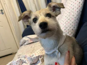 Cachorro raça SRD-ViraLata idade 2 a 6 meses nome Falar com Alessandra - Whats 11 98266-3839