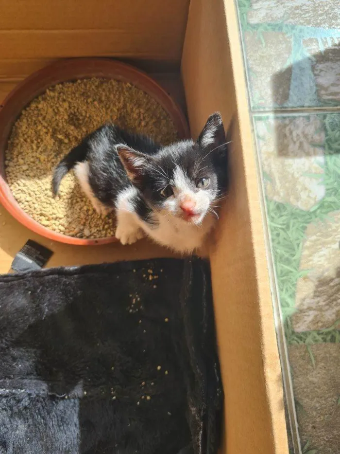 Gato ra a SRD-ViraLata idade Abaixo de 2 meses nome Falar com Gina - Whats 11 99694-1578