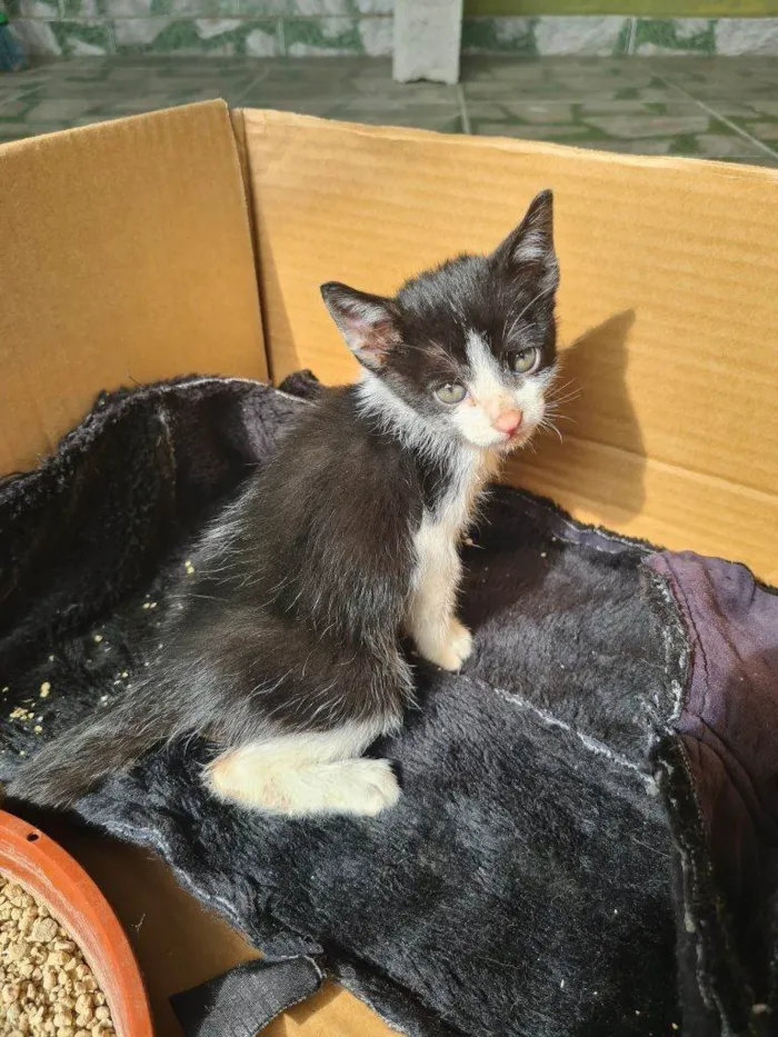 Gato ra a SRD-ViraLata idade Abaixo de 2 meses nome Falar com Gina - Whats 11 99694-1578