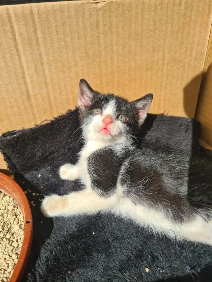 Gato ra a SRD-ViraLata idade Abaixo de 2 meses nome Falar com Gina - Whats 11 99694-1578