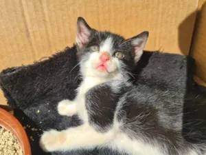 Gato raça SRD-ViraLata idade Abaixo de 2 meses nome Falar com Gina - Whats 11 99694-1578