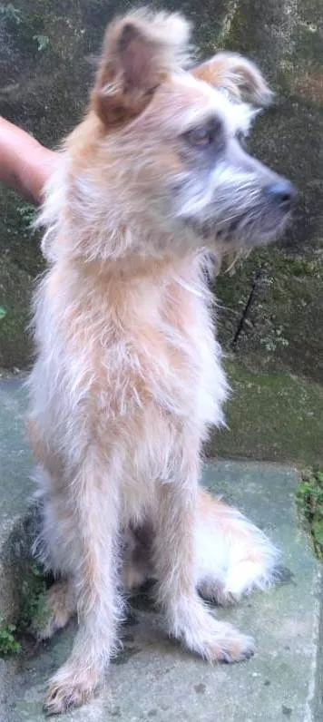 Cachorro ra a SRD-ViraLata idade 1 ano nome Brasinha