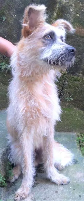 Cachorro ra a SRD-ViraLata idade 1 ano nome Brasinha