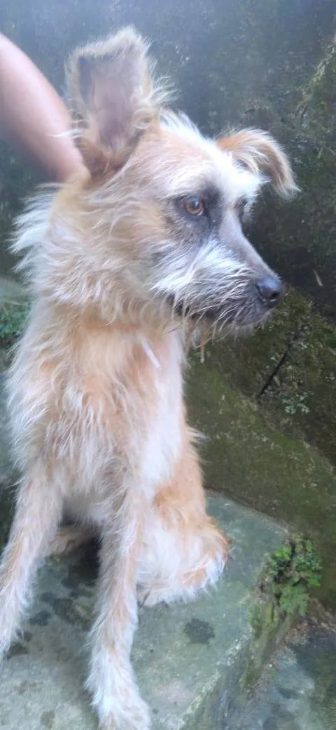 Cachorro ra a SRD-ViraLata idade 1 ano nome Brasinha