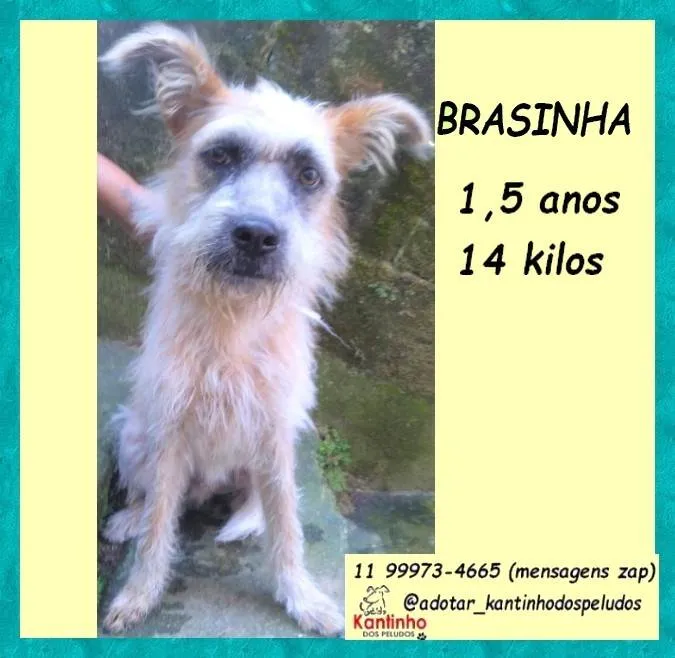 Cachorro ra a SRD-ViraLata idade 1 ano nome Brasinha