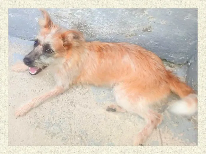 Cachorro ra a SRD-ViraLata idade 1 ano nome Brasinha