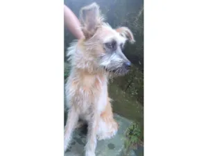 Cachorro raça SRD-ViraLata idade 1 ano nome Brasinha