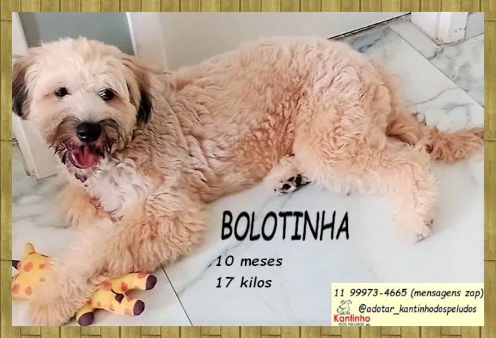 Cachorro ra a SRD-ViraLata idade 7 a 11 meses nome Bolotinha