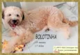 Bolotinha