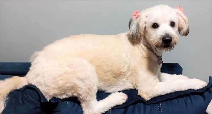 Cachorro ra a SRD-ViraLata idade 7 a 11 meses nome Bolotinha