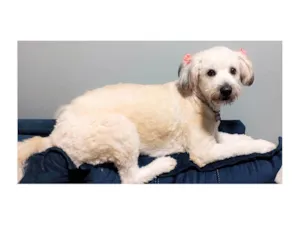 Cachorro raça SRD-ViraLata idade 7 a 11 meses nome Bolotinha