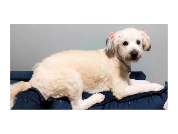 Cachorro ra a SRD-ViraLata idade 7 a 11 meses nome Bolotinha