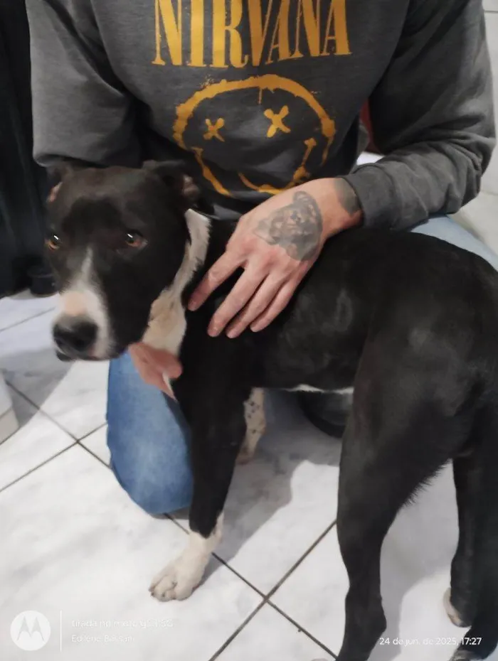 Cachorro ra a Pit-Bull idade 7 a 11 meses nome Falar com Edilene - Whats 11 98133-8884
