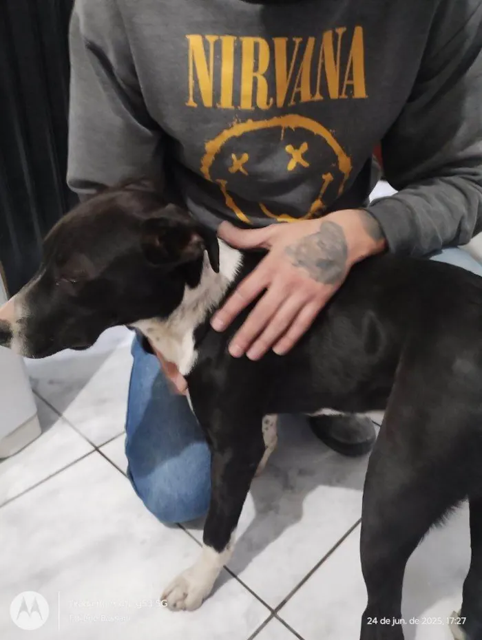 Cachorro ra a Pit-Bull idade 7 a 11 meses nome Falar com Edilene - Whats 11 98133-8884