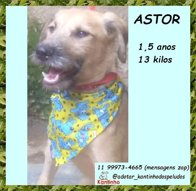 Cachorro ra a SRD-ViraLata idade 1 ano nome Astor