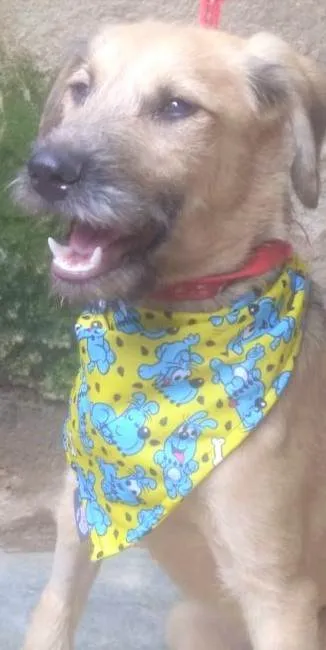 Cachorro ra a SRD-ViraLata idade 1 ano nome Astor
