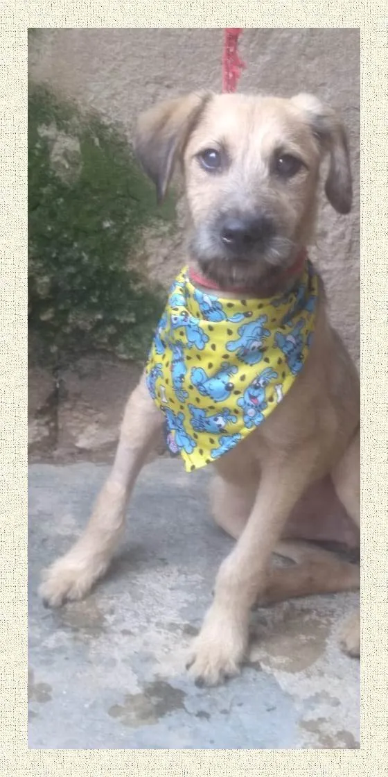 Cachorro ra a SRD-ViraLata idade 1 ano nome Astor