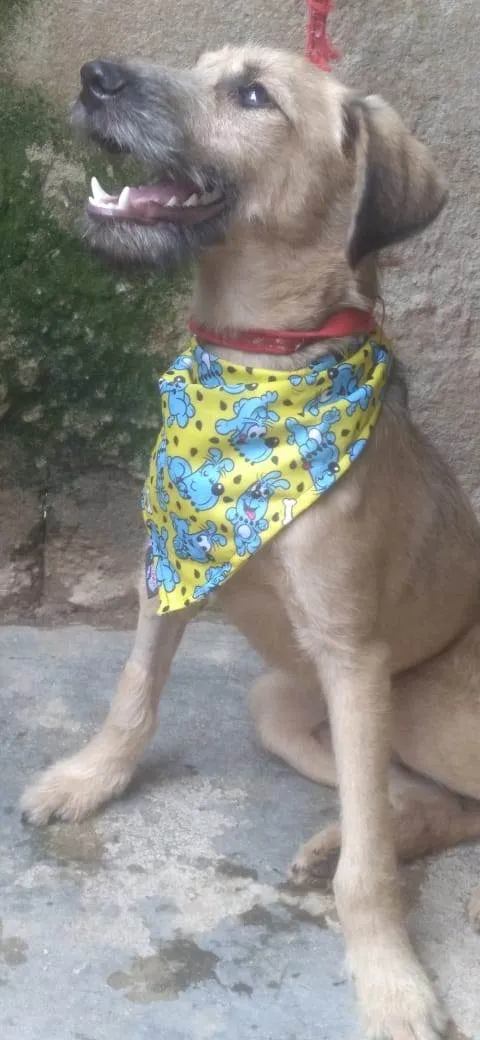 Cachorro ra a SRD-ViraLata idade 1 ano nome Astor