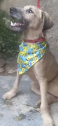 Astor