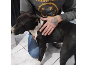 Cachorro raça Pit-Bull idade 7 a 11 meses nome Falar com Edilene - Whats 11 98133-8884