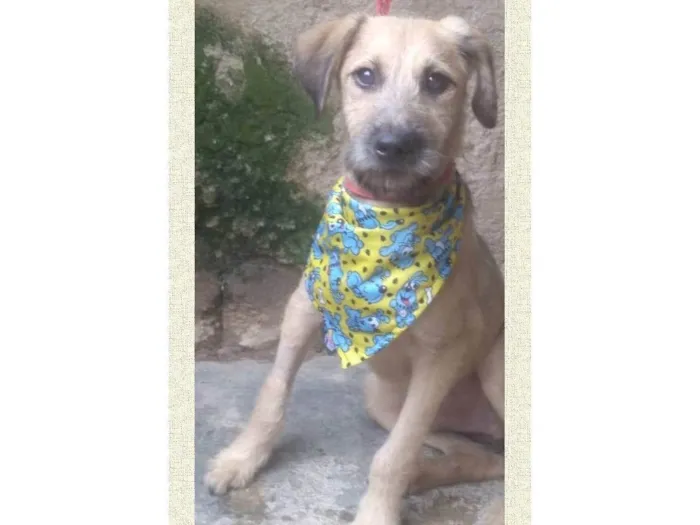Cachorro ra a SRD-ViraLata idade 1 ano nome Astor