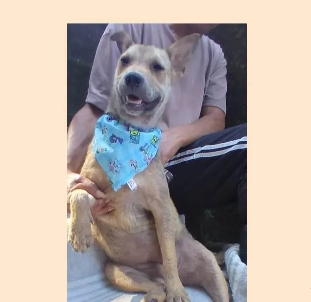 Cachorro ra a SRD-ViraLata idade 2 anos nome Bolota