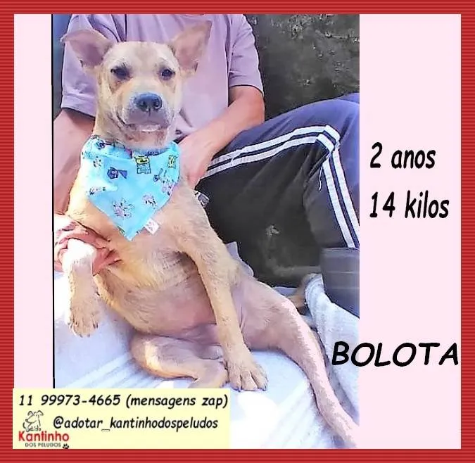 Cachorro ra a SRD-ViraLata idade 2 anos nome Bolota