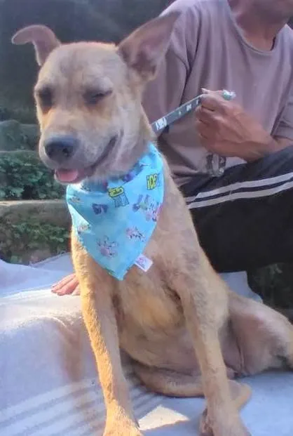 Cachorro ra a SRD-ViraLata idade 2 anos nome Bolota