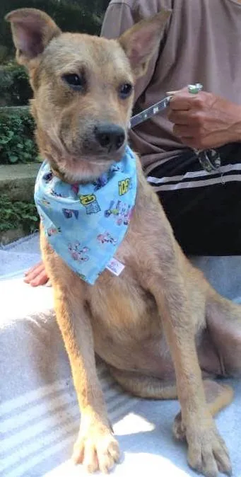 Cachorro ra a SRD-ViraLata idade 2 anos nome Bolota