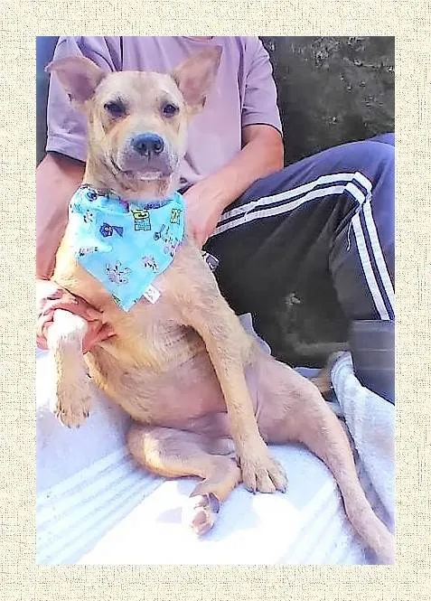 Cachorro ra a SRD-ViraLata idade 2 anos nome Bolota