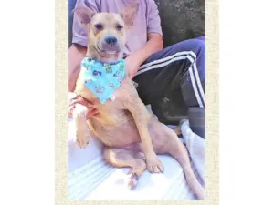 Cachorro raça SRD-ViraLata idade 2 anos nome Bolota