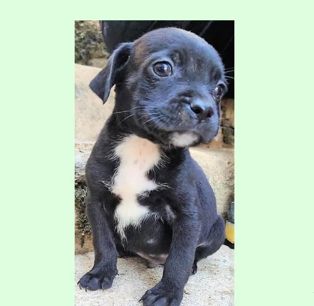 Cachorro ra a SRD-ViraLata idade 2 a 6 meses nome Marcos