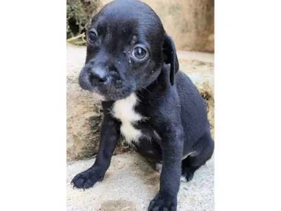 Cachorro raça SRD-ViraLata idade 2 a 6 meses nome Marcos